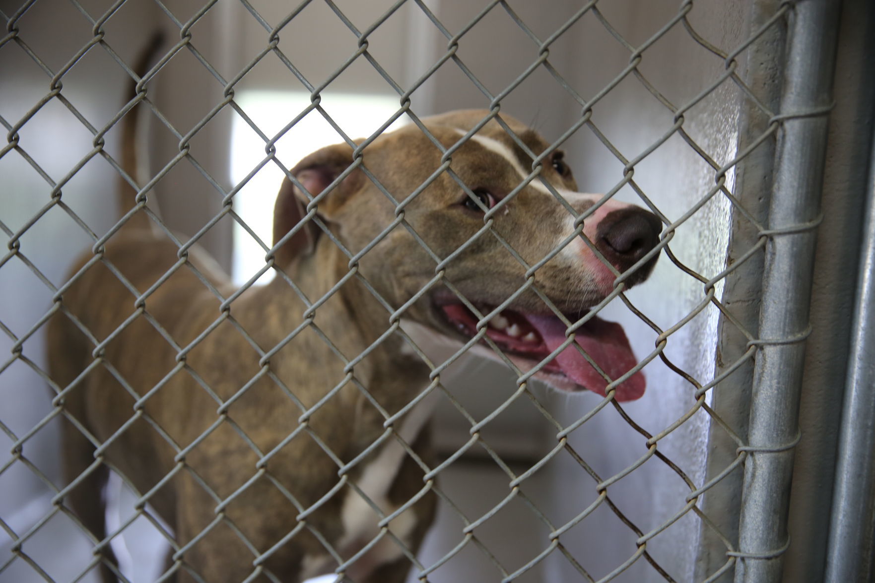 Atlantic County Animal Shelter's Clear the Shelter event Satuday, Aug. 17, 2019. The event runs through Sunday, Aug. 18.